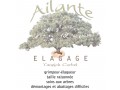 Détails : Ailante-Elagage/ Yannick Corbel