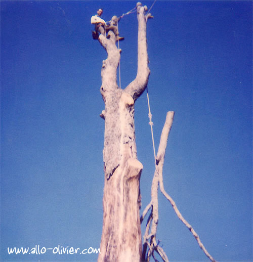 Dmontage d'un arbre mort