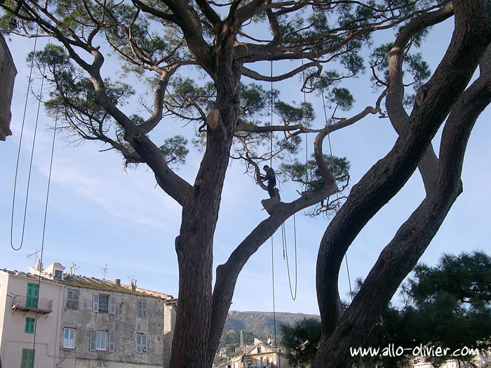 Pin du Jardin Romieu