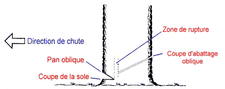 Chute d'un arbre