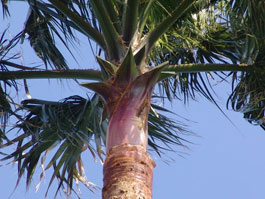 Houppier palmiers Washingtonia