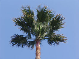 Palmiers Washingtonia