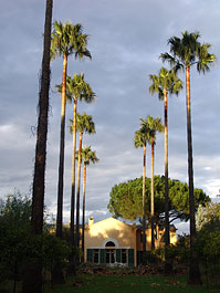 Palmiers Washingtonia