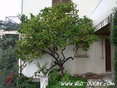 Plantation / Transplantation d'un arbre par Olivier