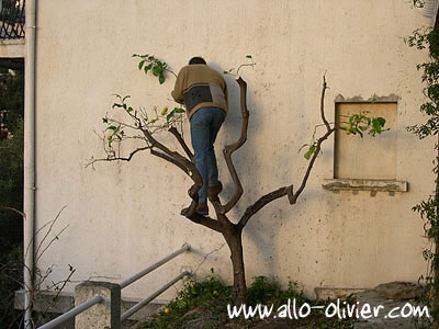 Plantation / Transplantation d'un arbre par Olivier