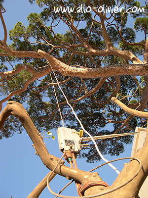 Plantation / Transplantation d'un arbre par Olivier