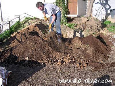 Plantation / Transplantation d'un arbre par Olivier