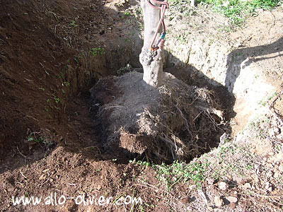 Plantation / Transplantation d'un arbre par Olivier