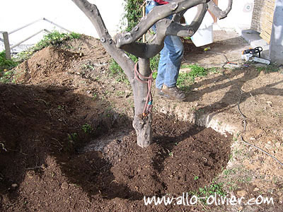 Plantation / Transplantation d'un arbre par Olivier