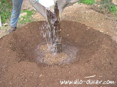 Plantation / Transplantation d'un arbre par Olivier