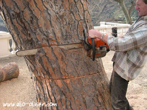 Coupe d'abattage d'un arbre