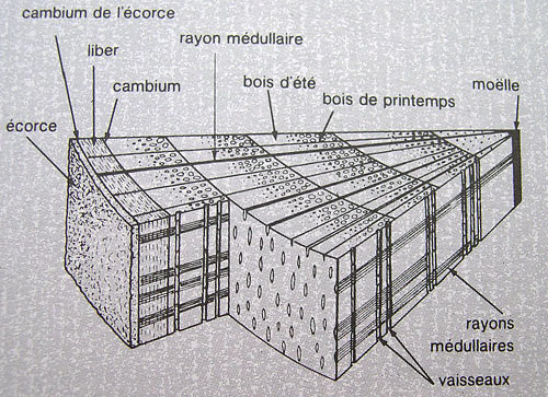 Coupe d'un tronc