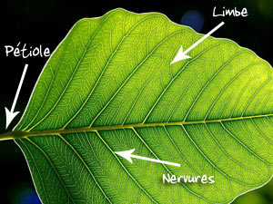 Caractéristiques d'une feuille