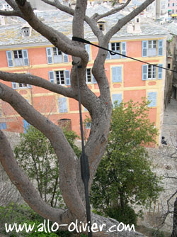 Haubanage arbre