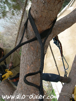 Elagage arbre élagueurs