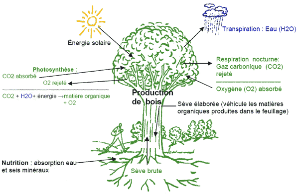 La photosynthèse