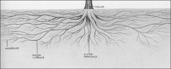 Racines arbres