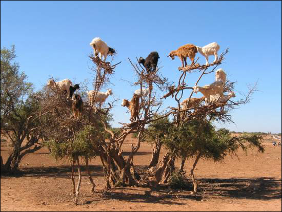 http://www.allo-olivier.com/Photos-Forum/Divers/CFPPA-Elagage-Maroc.jpg