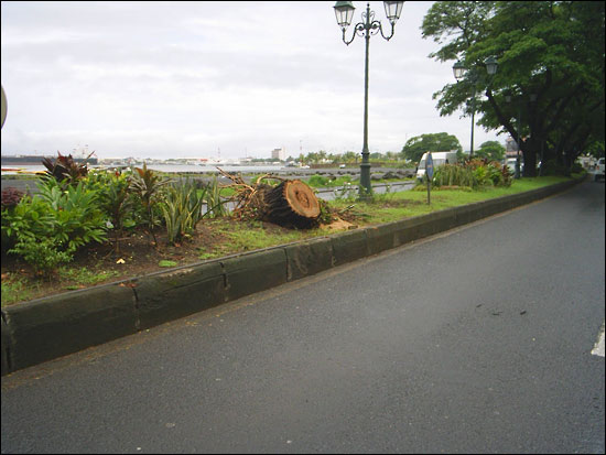 http://www.allo-olivier.com/Photos-Forum/Maladie/Tahiti_Arbre_04.jpg