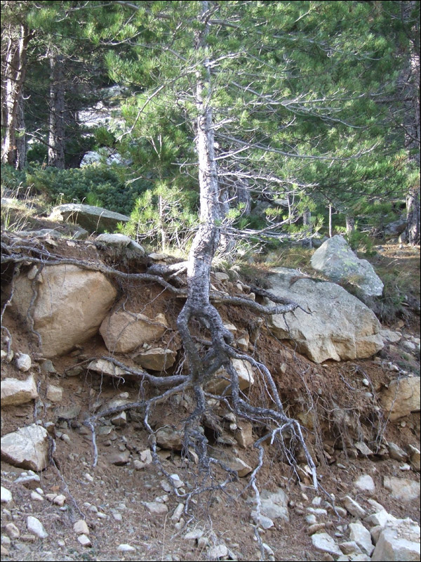 http://www.allo-olivier.com/Photos-Forum/Mes-Photos/03_Arbre_Restonica.jpg