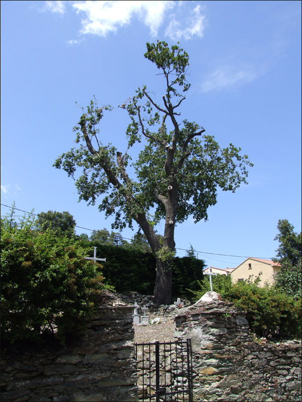 http://www.allo-olivier.com/Photos-Forum/Mes-Photos/Chene-cimetiere.jpg