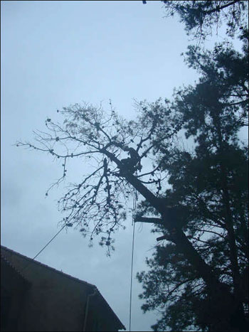 http://www.allo-olivier.com/Photos-Forum/Mes-Photos/Demontage_Arbre_Mort_03.jpg