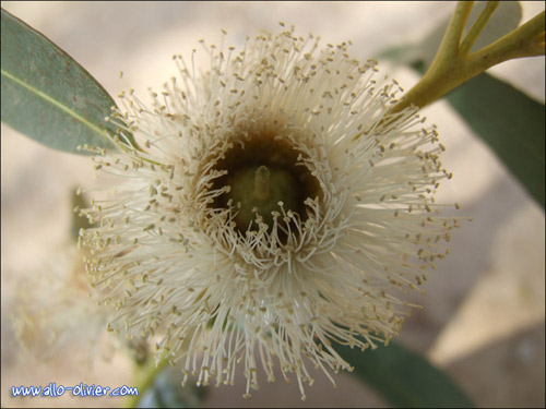 http://www.allo-olivier.com/Photos-Forum/Mes-Photos/Etamine_Eucalyptus.jpg