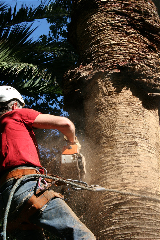 http://www.allo-olivier.com/Photos-Forum/Mes-Photos/Palmier-Bastia-08.jpg