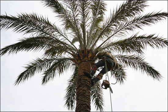 http://www.allo-olivier.com/Photos-Forum/Mes-Photos/Palmier-Bastia-13.jpg