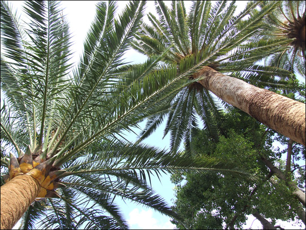 http://www.allo-olivier.com/Photos-Forum/Mes-Photos/Palmier-Bastia-16.jpg