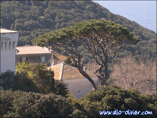 http://www.allo-olivier.com/Photos-Forum/Mes-Photos/Pin-Cap-Corse-02.jpg