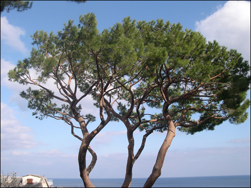 http://www.allo-olivier.com/Photos-Forum/Mes-Photos/Pin-Parasol-apres.jpg