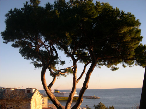 http://www.allo-olivier.com/Photos-Forum/Mes-Photos/Pin-Parasol-avant.jpg