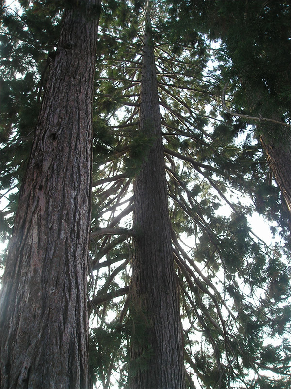http://www.allo-olivier.com/Photos-Forum/Photos-Particuliers/01-Sequoias.jpg