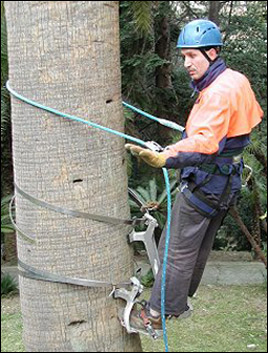 Le forum des arboristes grimpeurs, des grimpeurs d'arbres, des bûcherons et  des cordistes ou travaux en hauteur. / Pantalon anti-coupure Stihl - EXPERT  vs ADVANCE X-FLEX