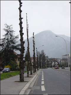 http://www.allo-olivier.com/Photos-Forum/Vos-Photos/Cousin/Arbre-Annecy-01.jpg