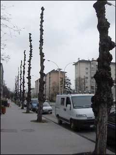 http://www.allo-olivier.com/Photos-Forum/Vos-Photos/Cousin/Arbre-Annecy-02.jpg