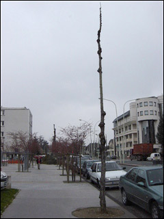 http://www.allo-olivier.com/Photos-Forum/Vos-Photos/Cousin/Arbre-Annecy-03.jpg