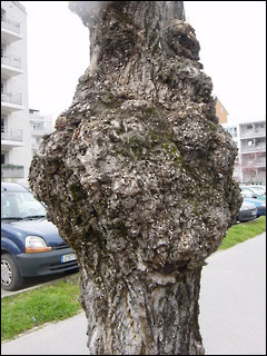 http://www.allo-olivier.com/Photos-Forum/Vos-Photos/Cousin/Arbre-Annecy-04.jpg