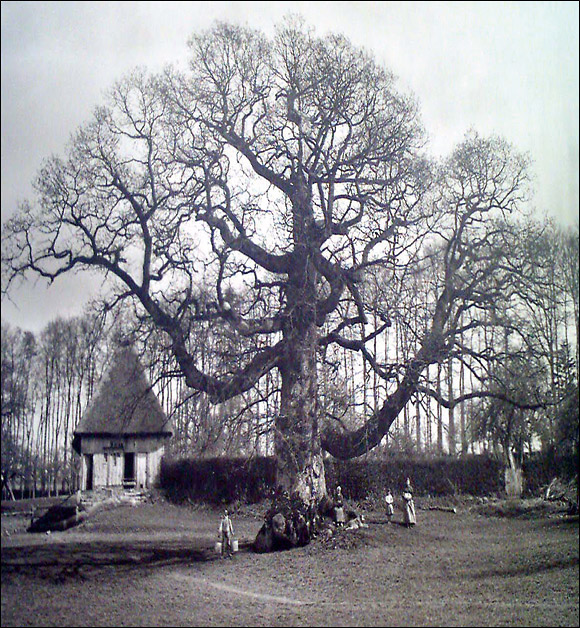 http://www.allo-olivier.com/Photos-Forum/Vos-Photos/ElagueurBreton/Expo-Arbres-03.jpg