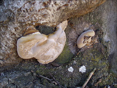 http://www.allo-olivier.com/Photos-Forum/Vos-Photos/Gibbosa/Champignons-Arbre.jpg