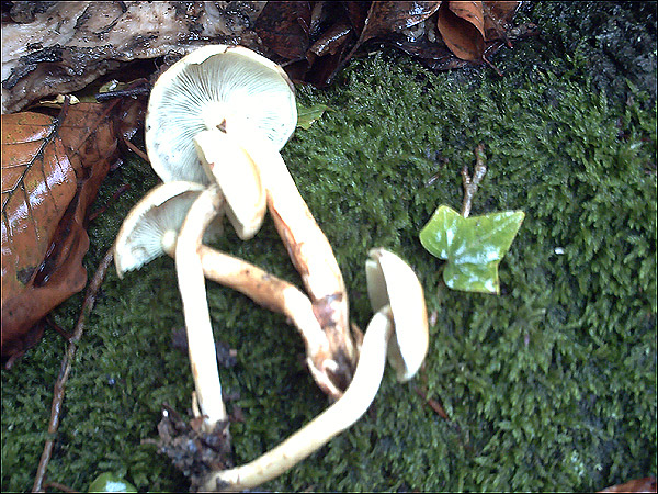 http://www.allo-olivier.com/Photos-Forum/Vos-Photos/Guillaume/01-Champignons-Hetre.jpg