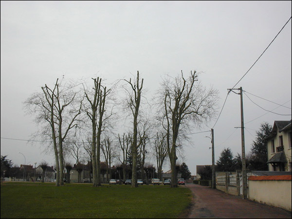 http://www.allo-olivier.com/Photos-Forum/Vos-Photos/Minouche/Arbres-EDF-01.jpg