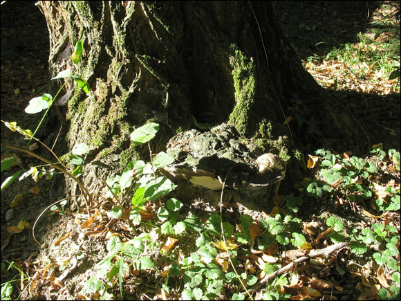 http://www.allo-olivier.com/Photos-Forum/Vos-Photos/Sam/Champignons-ganodermes-03.jpg