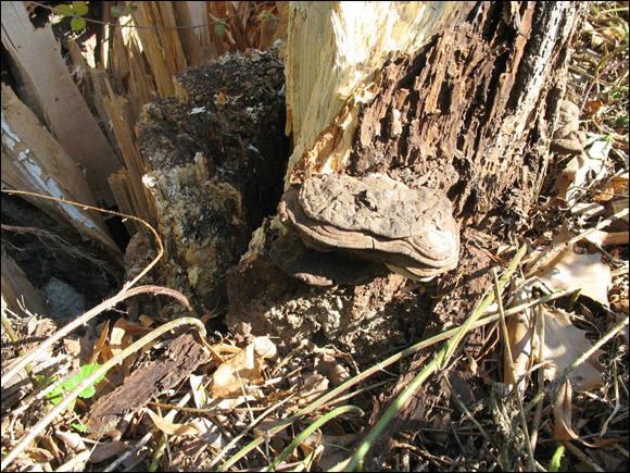 http://www.allo-olivier.com/Photos-Forum/Vos-Photos/Sam/Champignons-ganodermes-04.jpg