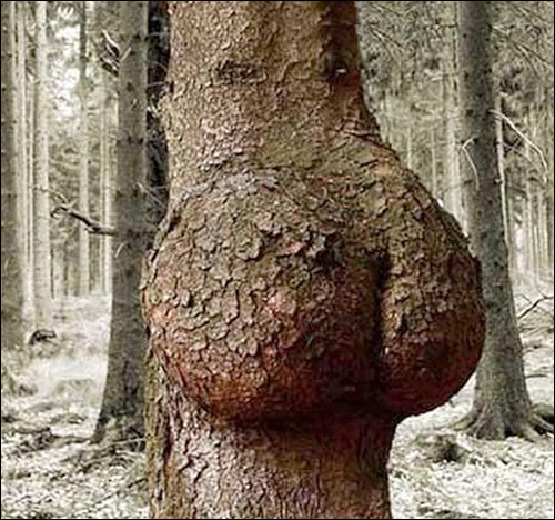 http://www.allo-olivier.com/Photos-Forum/Vos-Photos/Taz42/Humour-Arbre-01.jpg