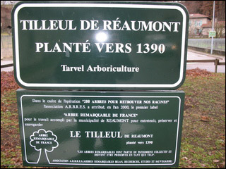 http://www.allo-olivier.com/Photos-Forum/Vos-Photos/Twiggy/Tilleul-02.jpg