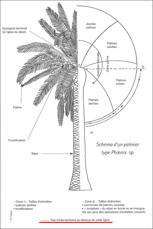 http://www.allo-olivier.com/Photos-Forum/Vos-Photos/Vertaco34/Dessin-palmier-Phoenix.jpg