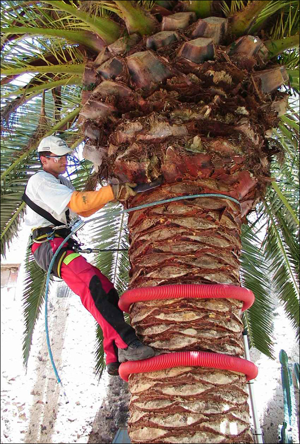 Prix élagage d'un arbre de 15 m : que faut-il savoir ? - Geminox