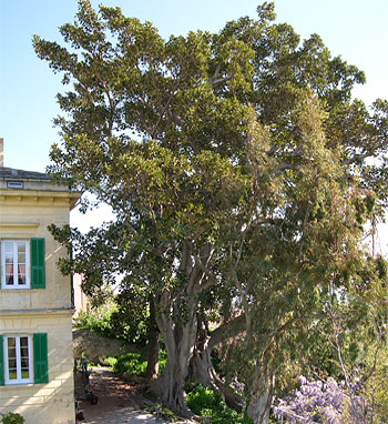 Ficus en élagage